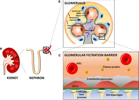 glomerular endothelial cells