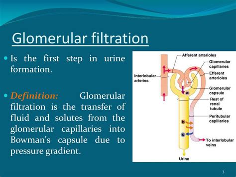 Glomerular Filtration Description