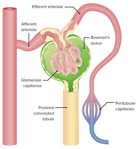Glomerular Filtration Location