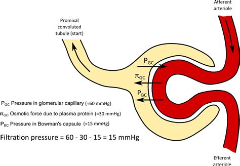 Glomerulus Capillary Bed Pressure