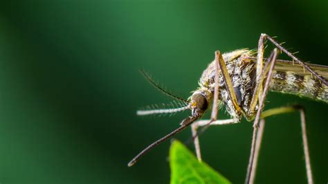 gloucester county mosquito control
