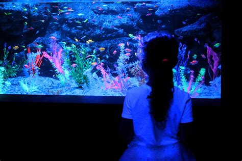 glow in the dark fish tanks future