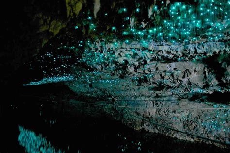 glow worm cave