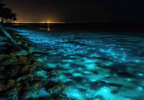 glowing algae puerto rico