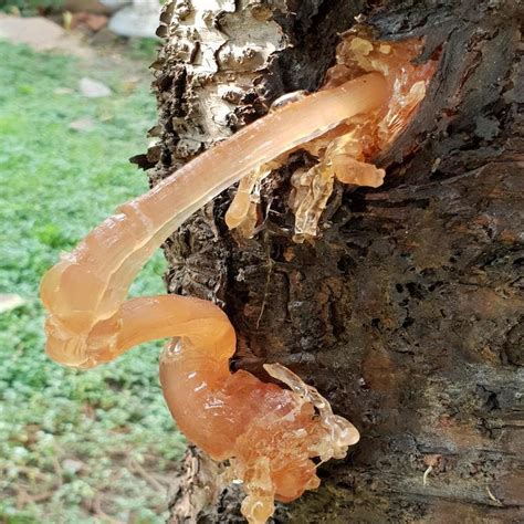 Glue For Tree Branches