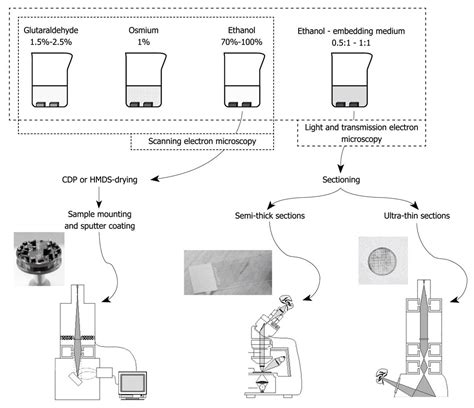 Glutaraldehyde Fixation Electron Microscopy