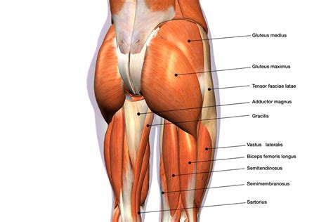 Glute Definition Sentence