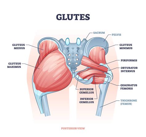 Gluteal Tendon Location