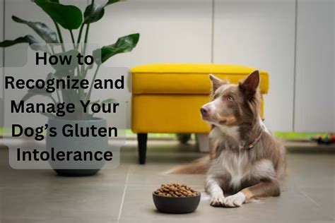 gluten allergy in dogs