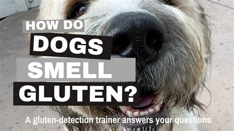 gluten detection dog training