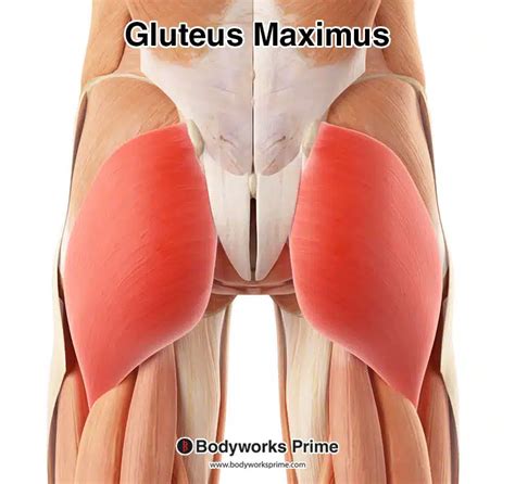 gluteus maximass