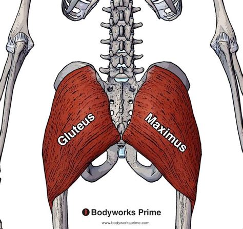 gluteus maximass 3
