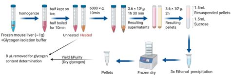 Glycogen Extraction From Liver