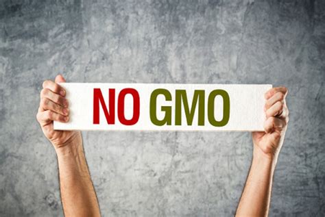 Understanding GMOs YouTube