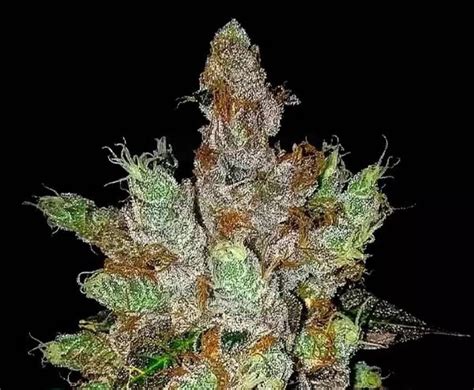 gmo cookies strain info