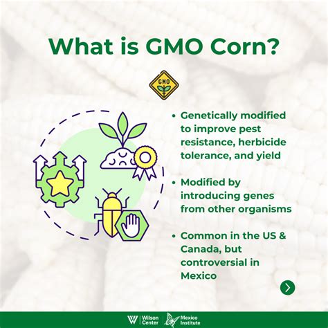Gmo Corn Debate