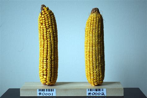Gmo Corn Experiment Results