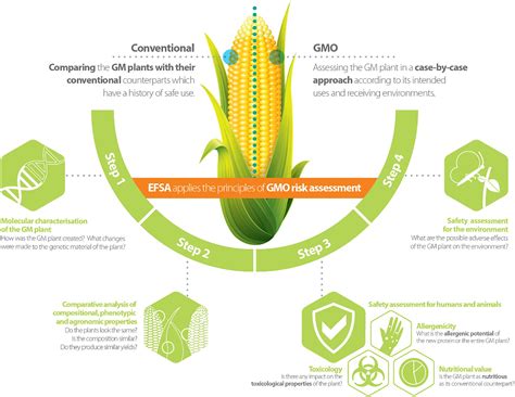 Gmo Corn Side Effects