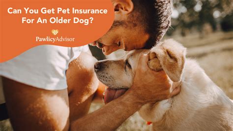 go compare pet insurance for older dogs