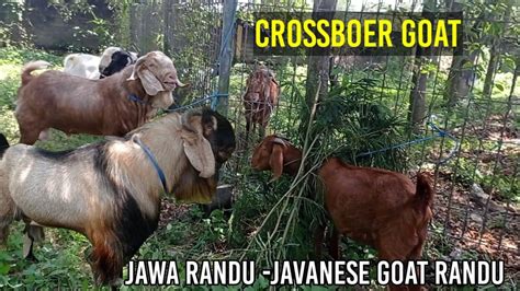 Girgentana Goat Characteristics & Breed Information Farmer