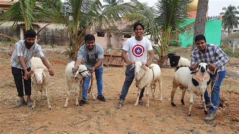 goat and sheep farm in bangalore