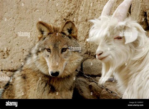 goat and wolf pics