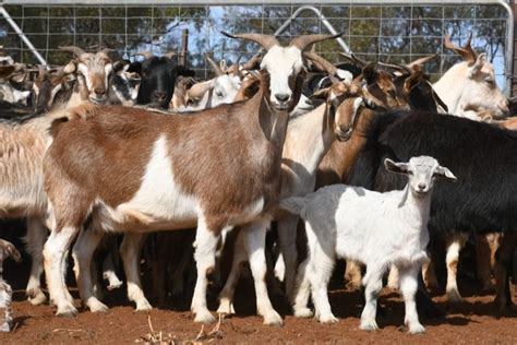 goat auctions in arkansas