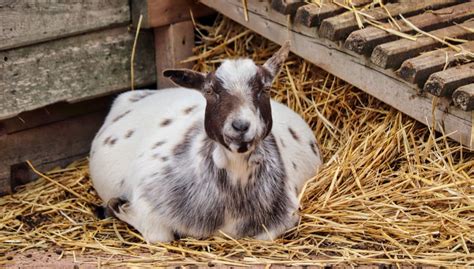 Goat Bedding Stall