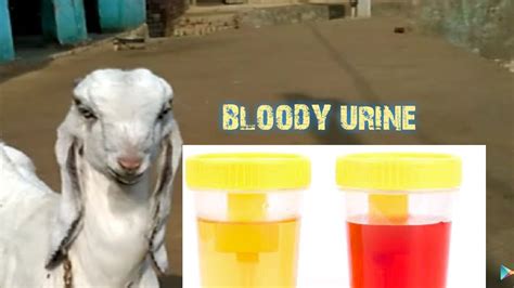 goat blood in urine