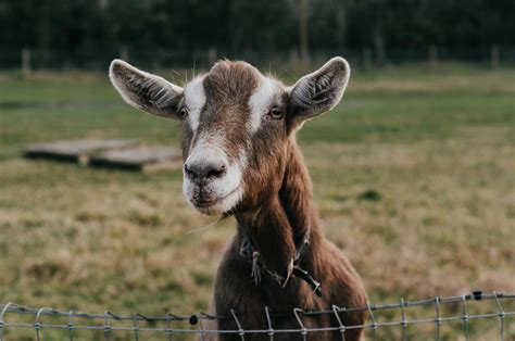 goat breeds in australia