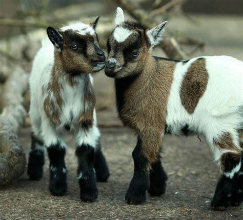 goat breeds that stay small