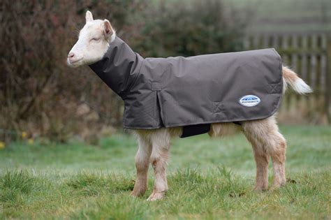 goat coat for winter