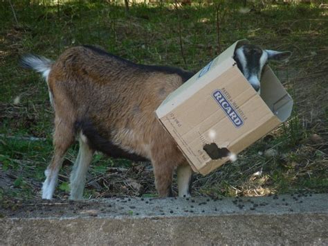 goat damaged box discount