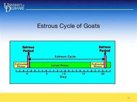 goat estrous cycle length