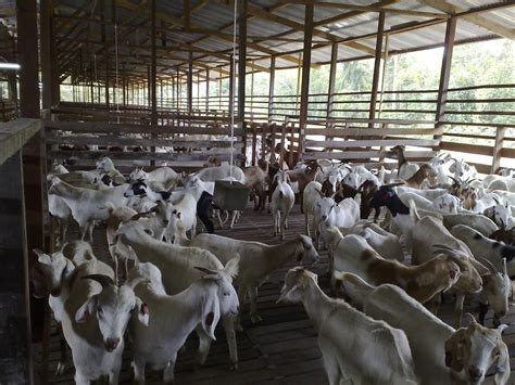 goat farm for sale