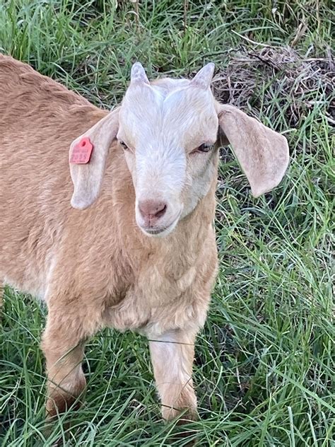 goat farm for sale florida