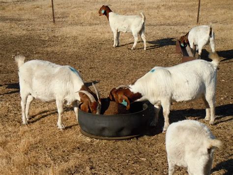 goat farm for sale near me