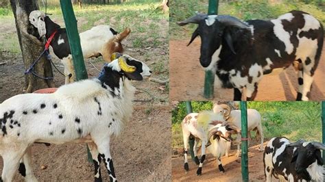 goat farm in madurai