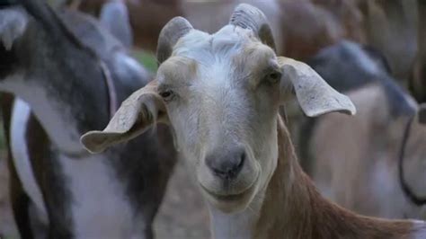 goat farm in north carolina