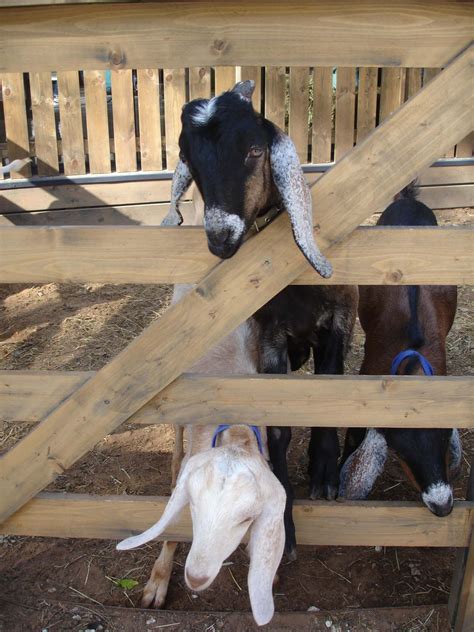 goat farm near me