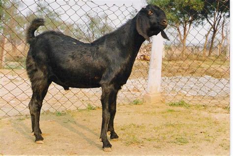 goat farming breeds in india