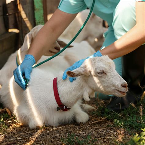 goat farming course online