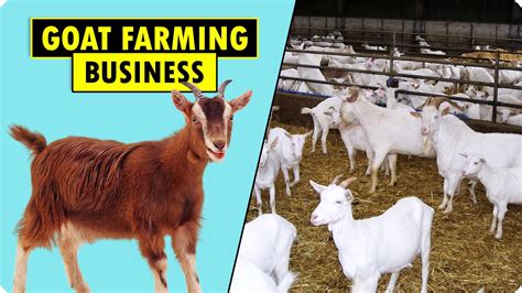 goat farming for beginners
