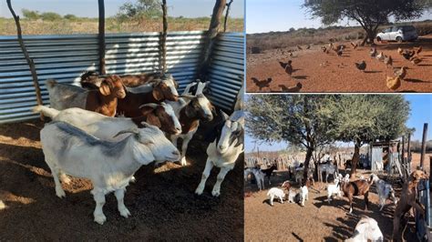 goat farming in botswana