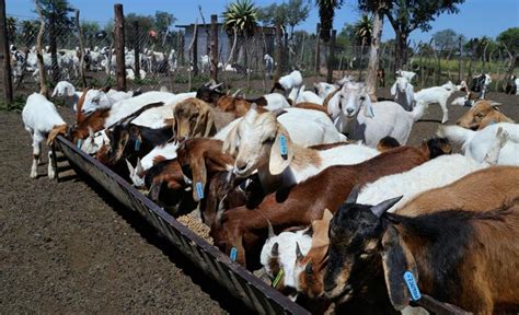 goat farming in botswana pdf