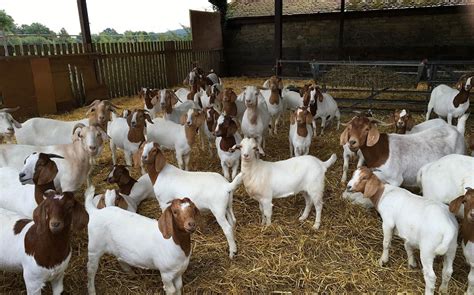 goat farming methods in nigeria