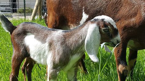 goat farms in alabama