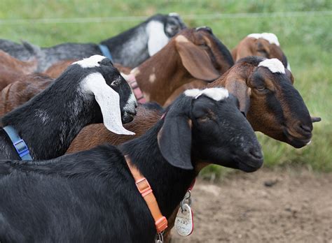 goat farms in hildene