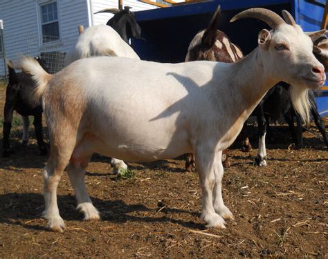 goat farms in kenya