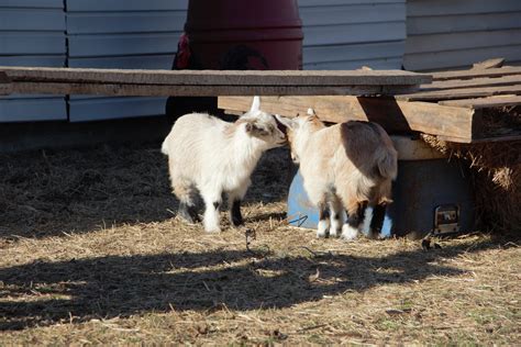 goat farms in maryland